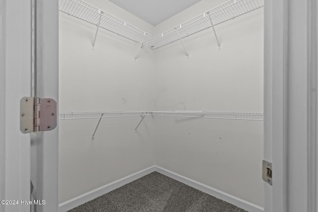 spacious closet featuring carpet