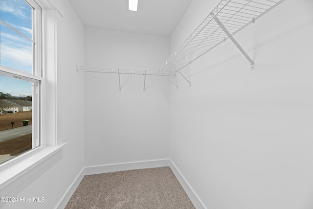 spacious closet with carpet