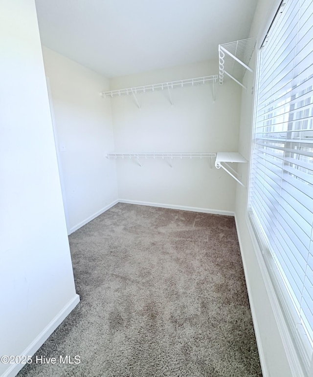 spacious closet featuring carpet floors