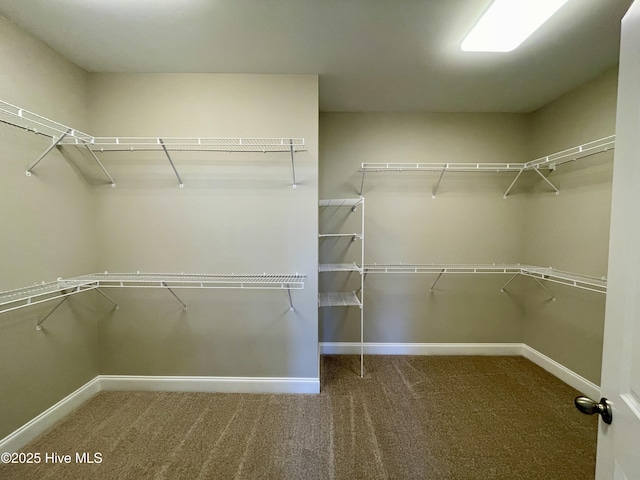 spacious closet featuring carpet flooring