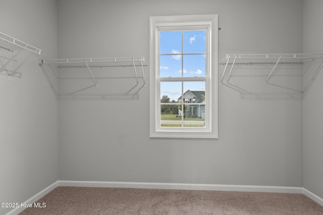 spacious closet featuring carpet