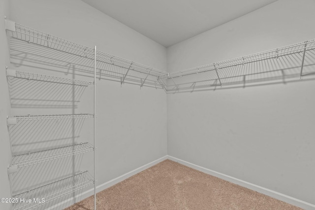 walk in closet featuring carpet flooring