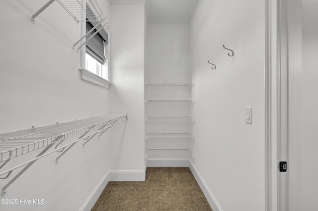 walk in closet with carpet floors