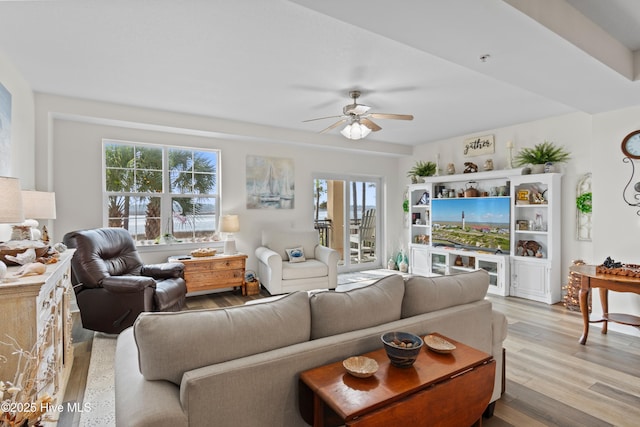 living room with ceiling fan and light wood-type flooring