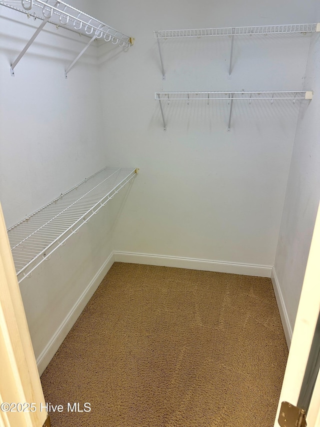 walk in closet featuring carpet flooring