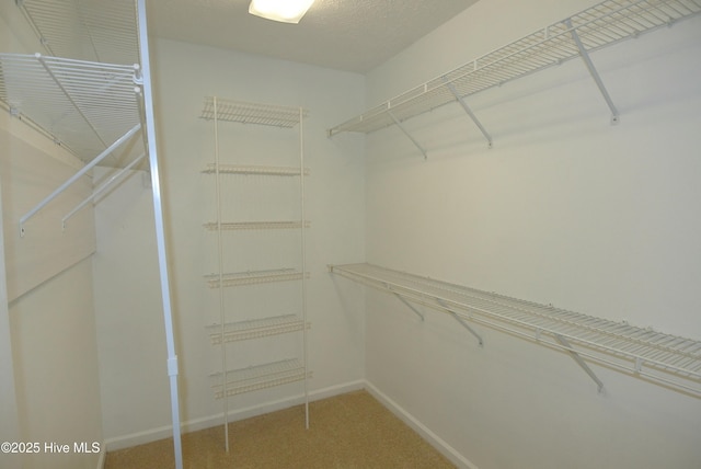 walk in closet featuring carpet floors