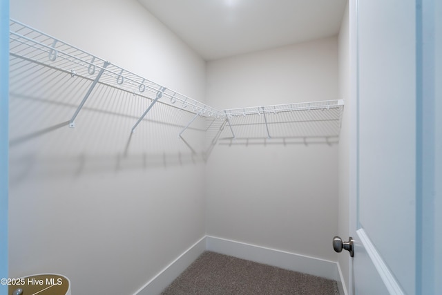 spacious closet featuring carpet floors