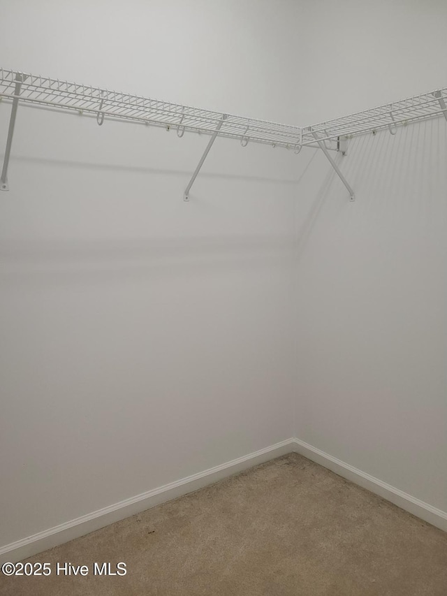 walk in closet featuring carpet floors