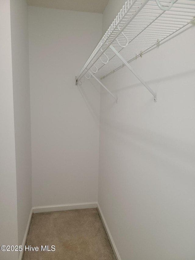 walk in closet featuring carpet floors