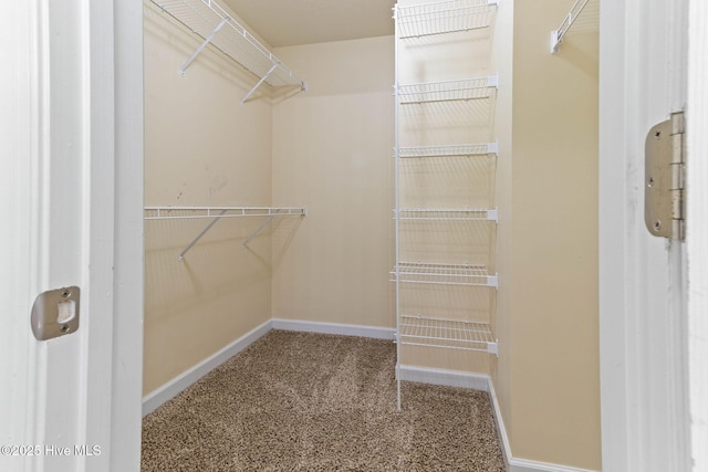 walk in closet with carpet flooring