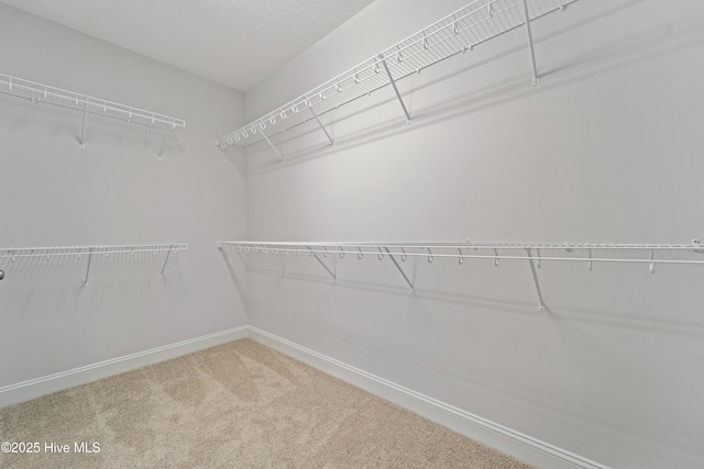 spacious closet featuring carpet floors