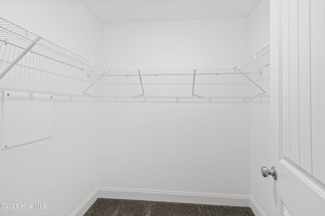 walk in closet with carpet floors