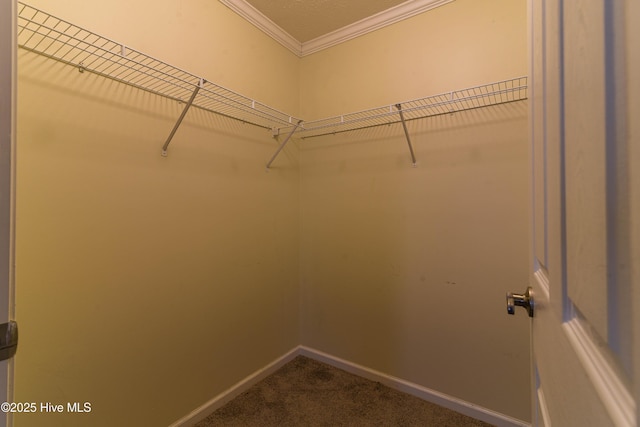 walk in closet featuring carpet flooring