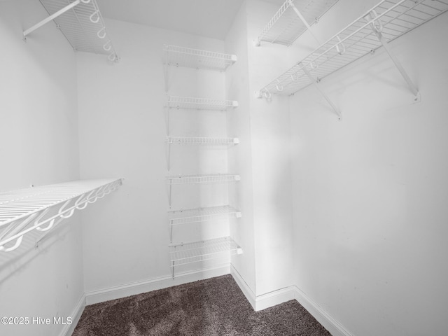 walk in closet with carpet flooring