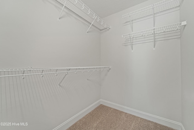 walk in closet with carpet flooring