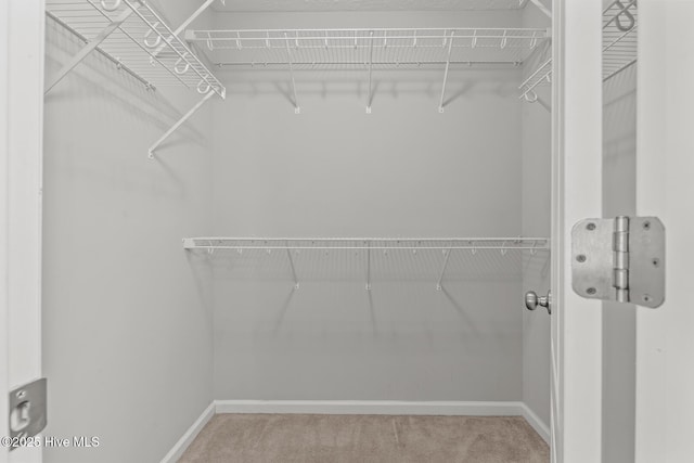 spacious closet featuring carpet floors