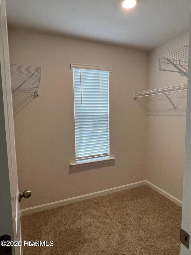 walk in closet featuring carpet flooring