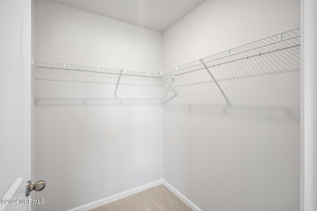 walk in closet featuring carpet flooring