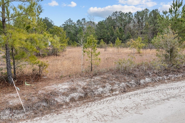 view of local wilderness