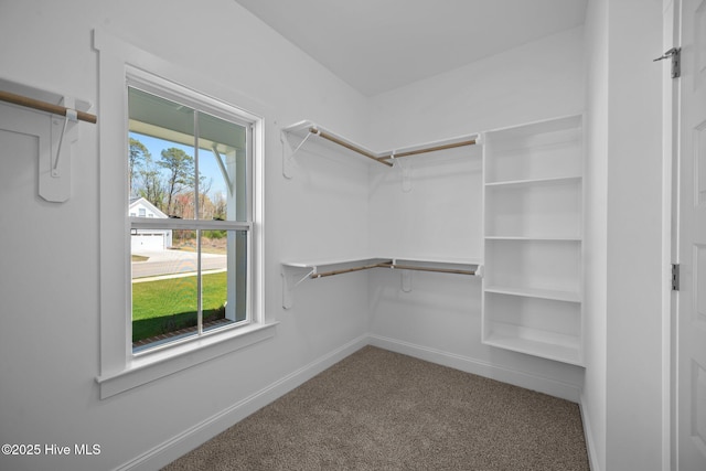 walk in closet featuring carpet flooring