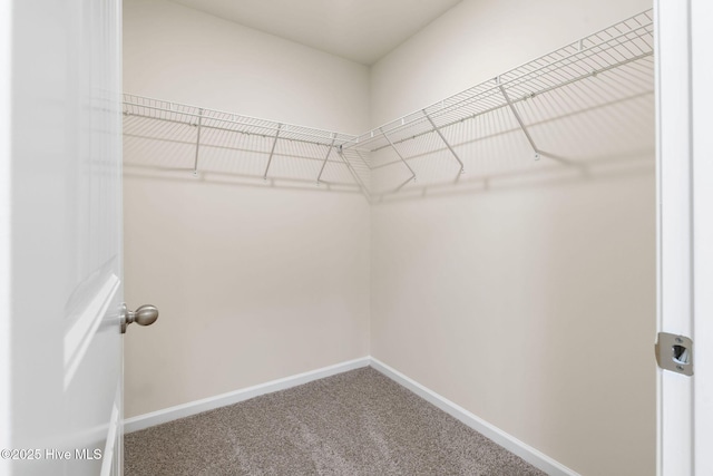 walk in closet featuring carpet floors