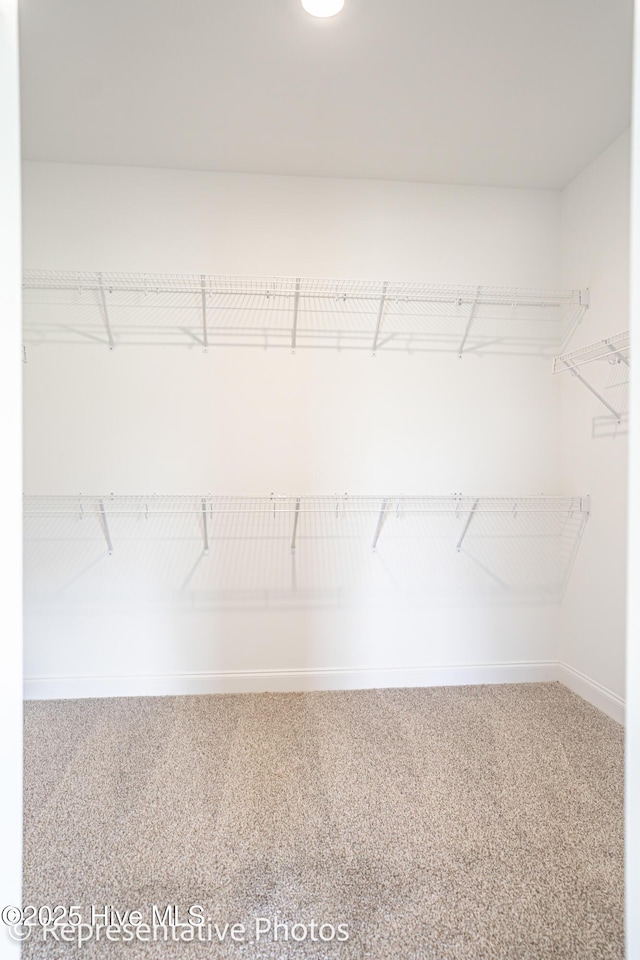 spacious closet featuring carpet floors