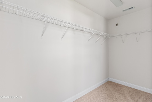 spacious closet featuring carpet