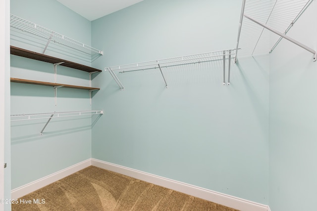 spacious closet featuring carpet floors