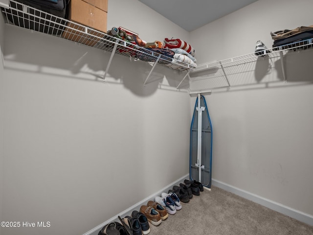 walk in closet with carpet flooring