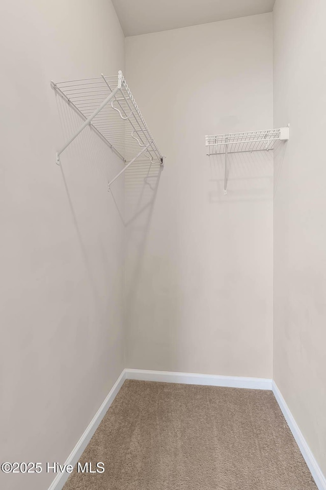 spacious closet featuring carpet floors