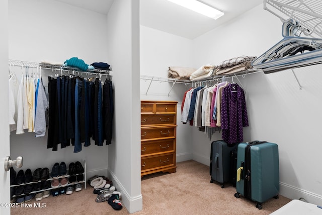 spacious closet featuring carpet floors