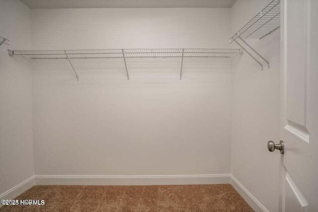 spacious closet featuring carpet