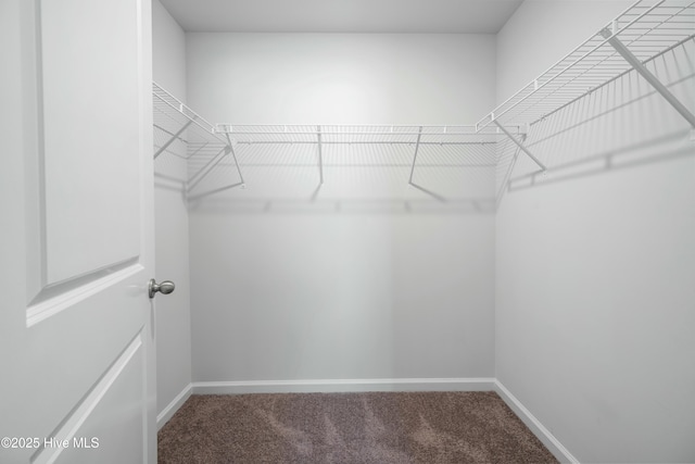 walk in closet featuring carpet