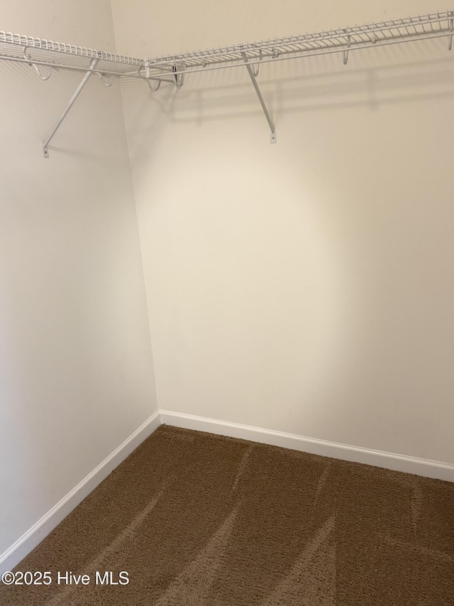 walk in closet with carpet floors