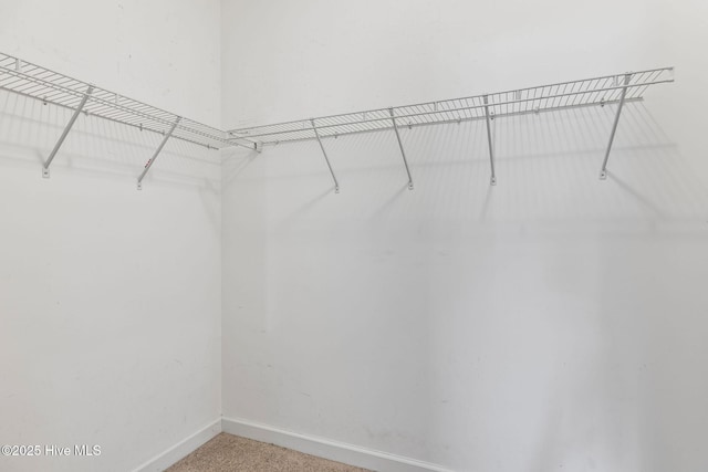 spacious closet featuring carpet floors