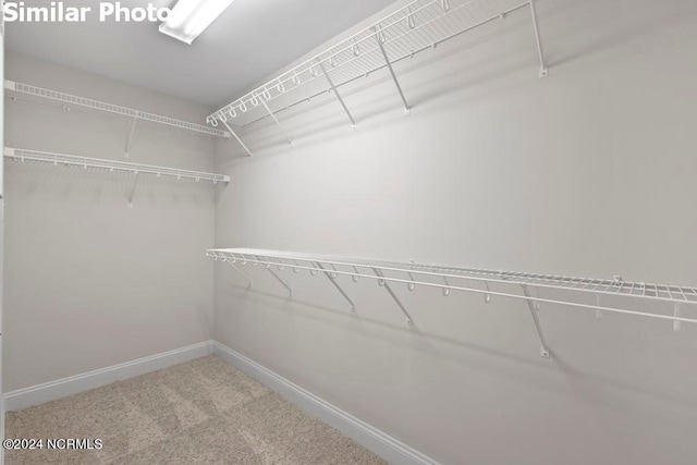 spacious closet featuring carpet