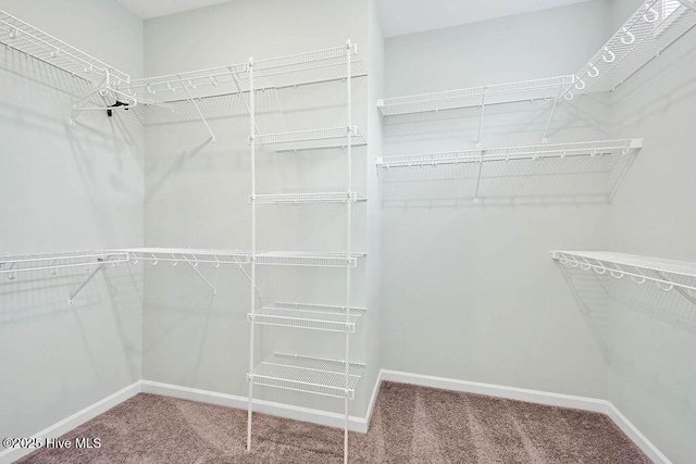 walk in closet featuring carpet floors