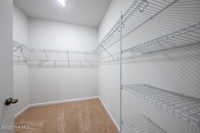 walk in closet with carpet flooring