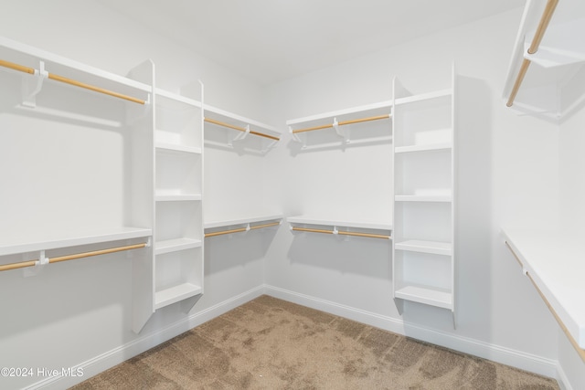 spacious closet featuring carpet