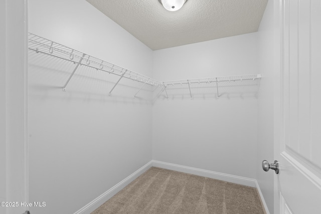 spacious closet featuring carpet