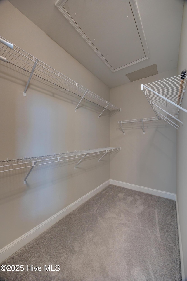 spacious closet featuring carpet flooring