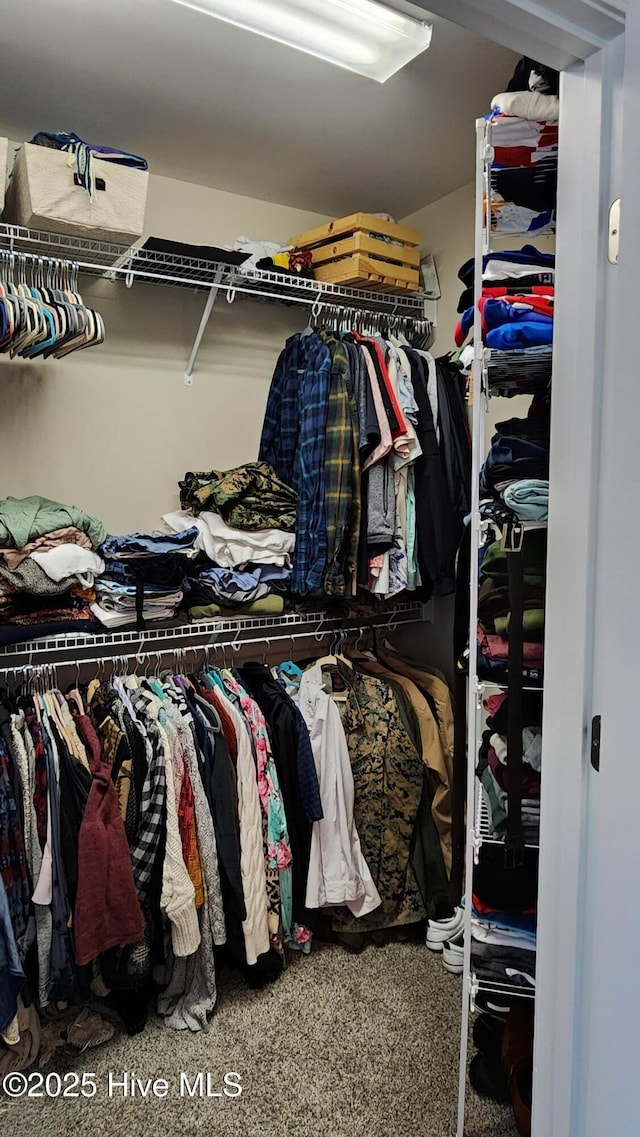 spacious closet featuring carpet