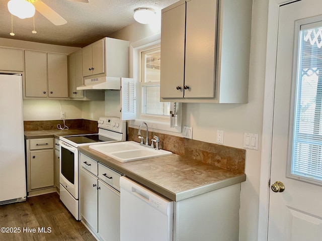 kitchen featuring dark hardwood / wood-style floors, sink, a wealth of natural light, and white appliances