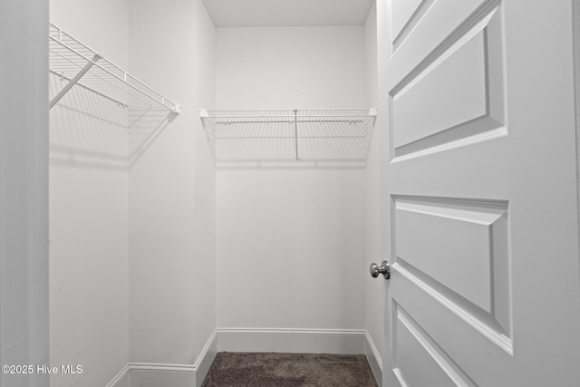 walk in closet with carpet floors