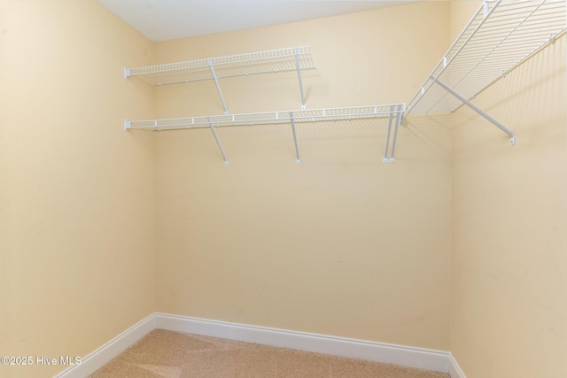 spacious closet featuring carpet flooring