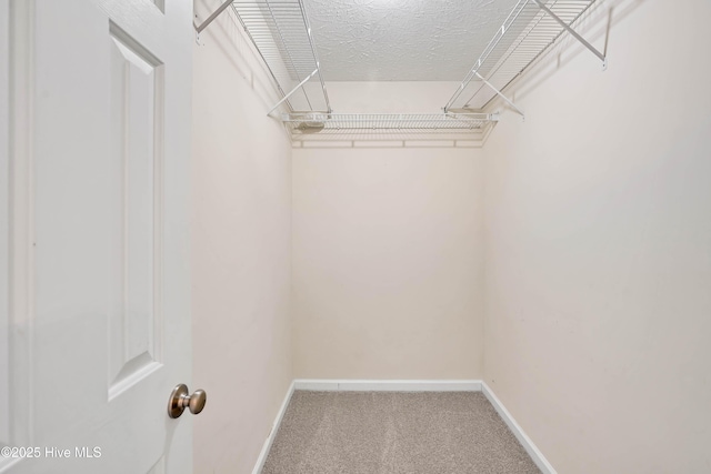 spacious closet featuring carpet flooring