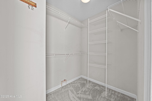 walk in closet with carpet flooring