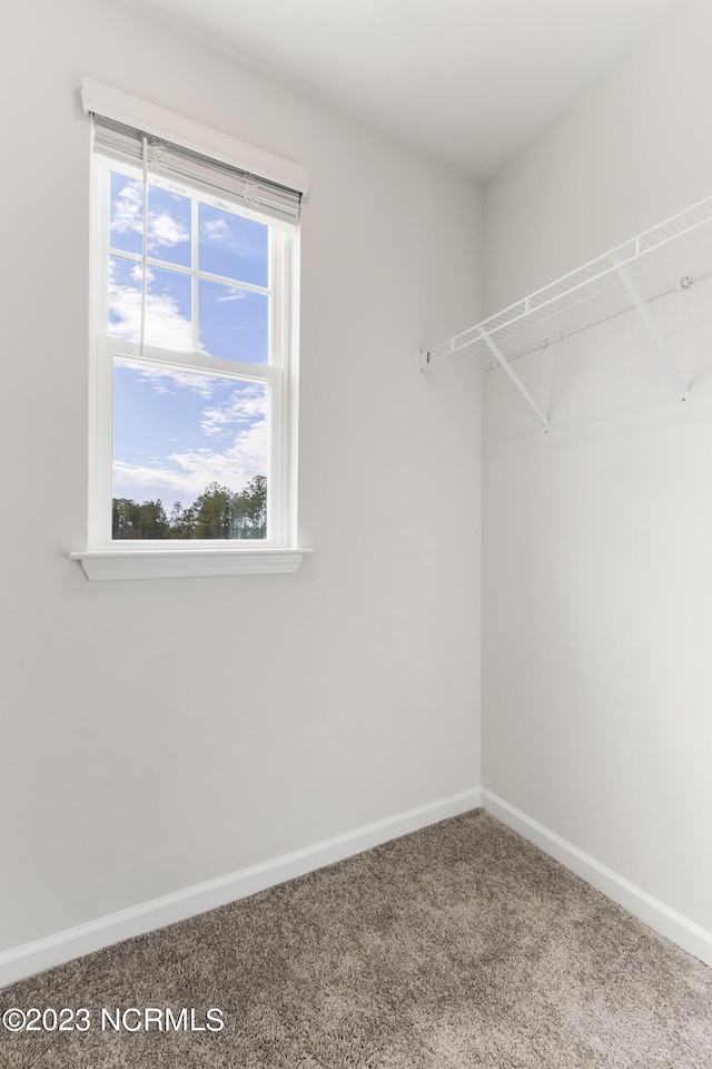 walk in closet with carpet flooring