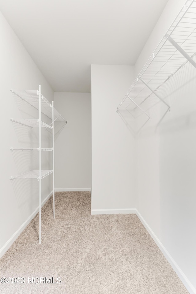 walk in closet with carpet flooring