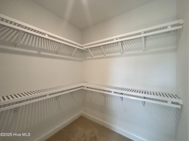 spacious closet featuring carpet